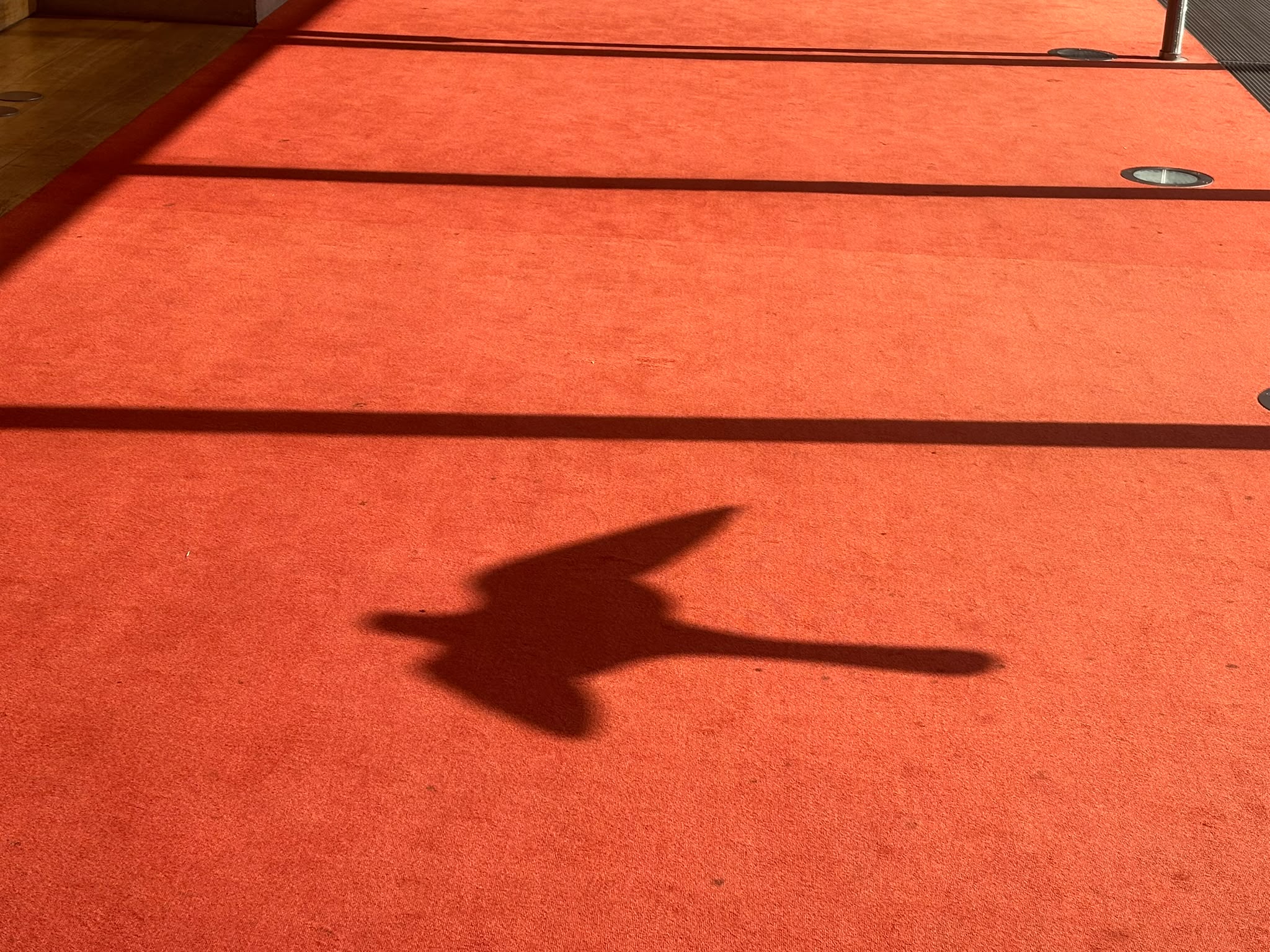 Ombre d'oiseau sur une moquette rouge