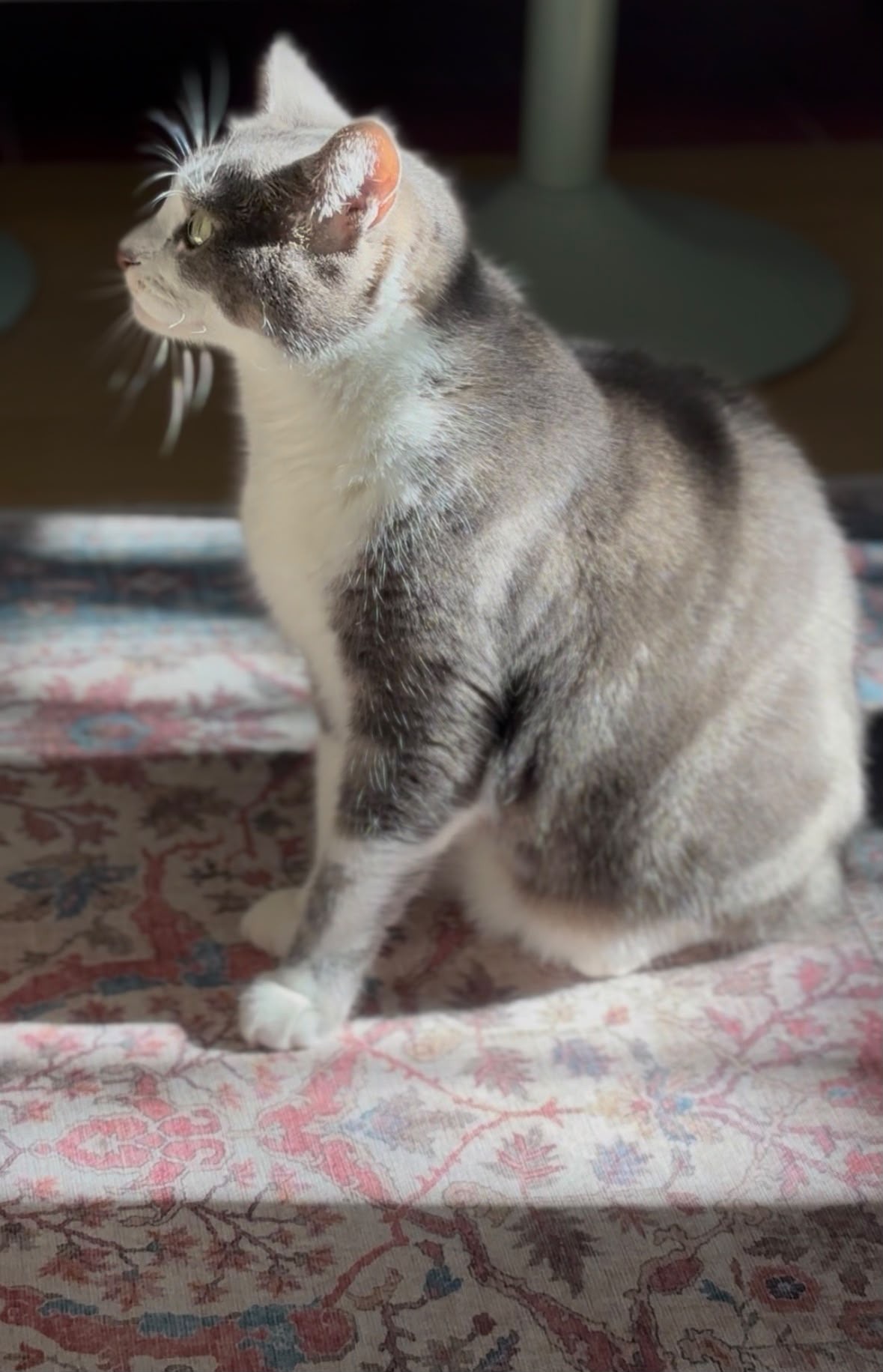 Chat assis dans la lumière sur un tapis