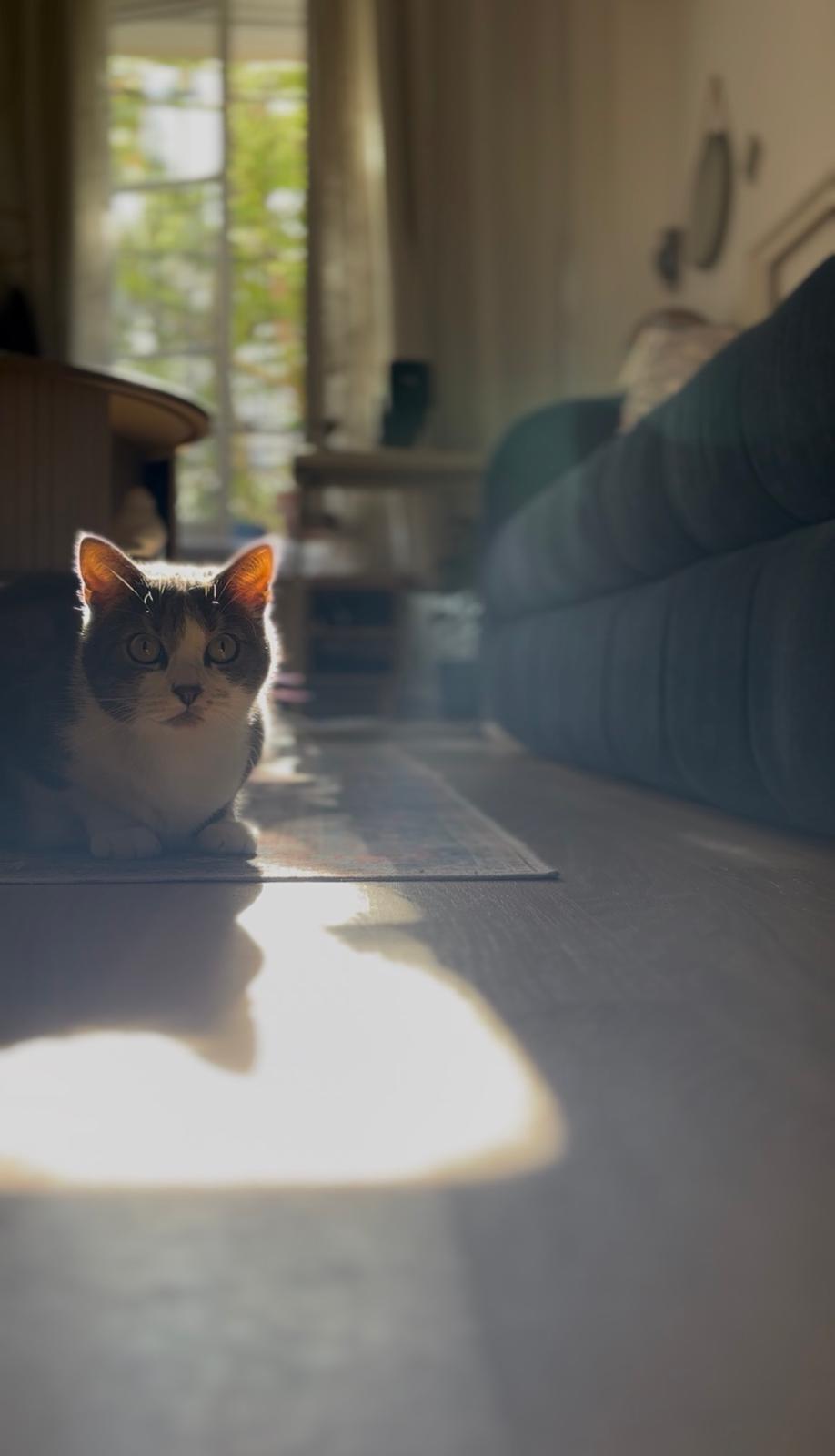 Chat à contre-jour dans un rayon de soleil