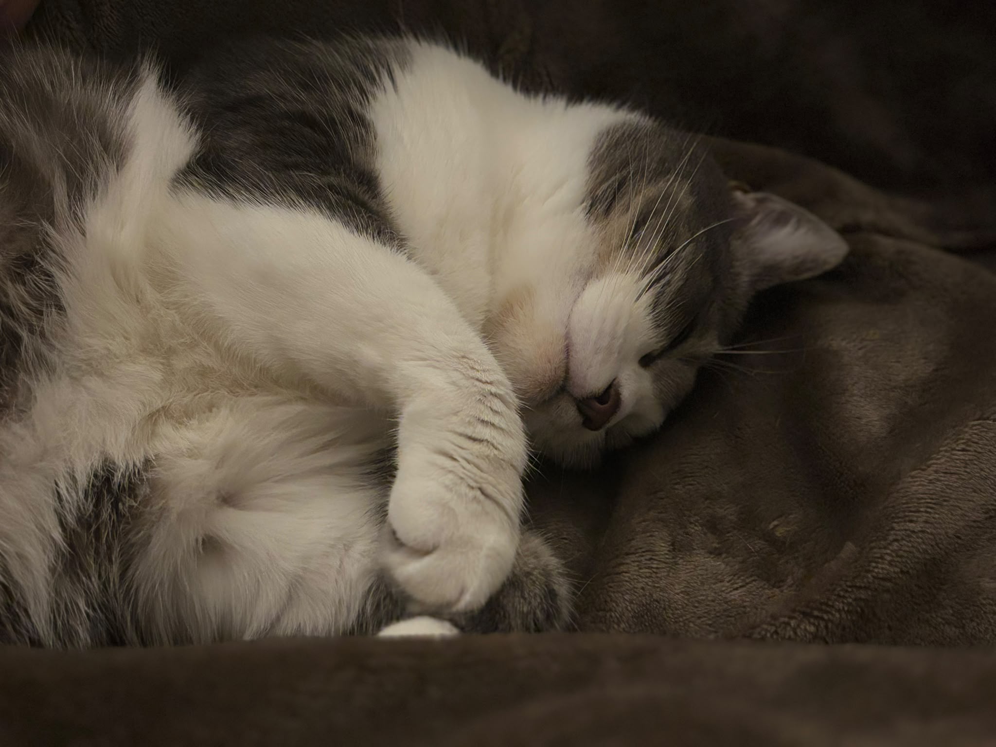Chat endormi