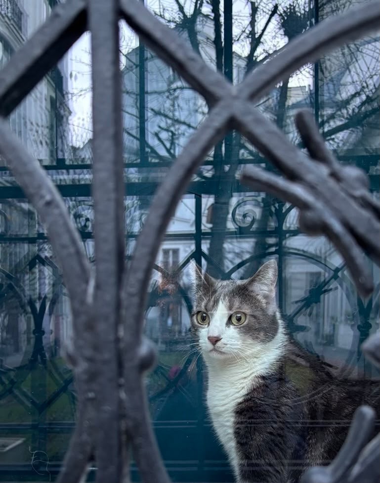 Chat derrière une grille en fer forgé