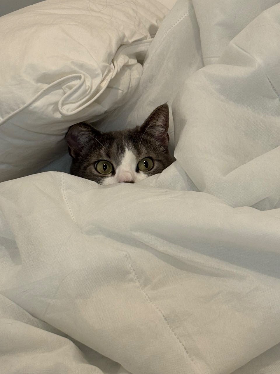 Chat qui pointe le regard hors de la couette