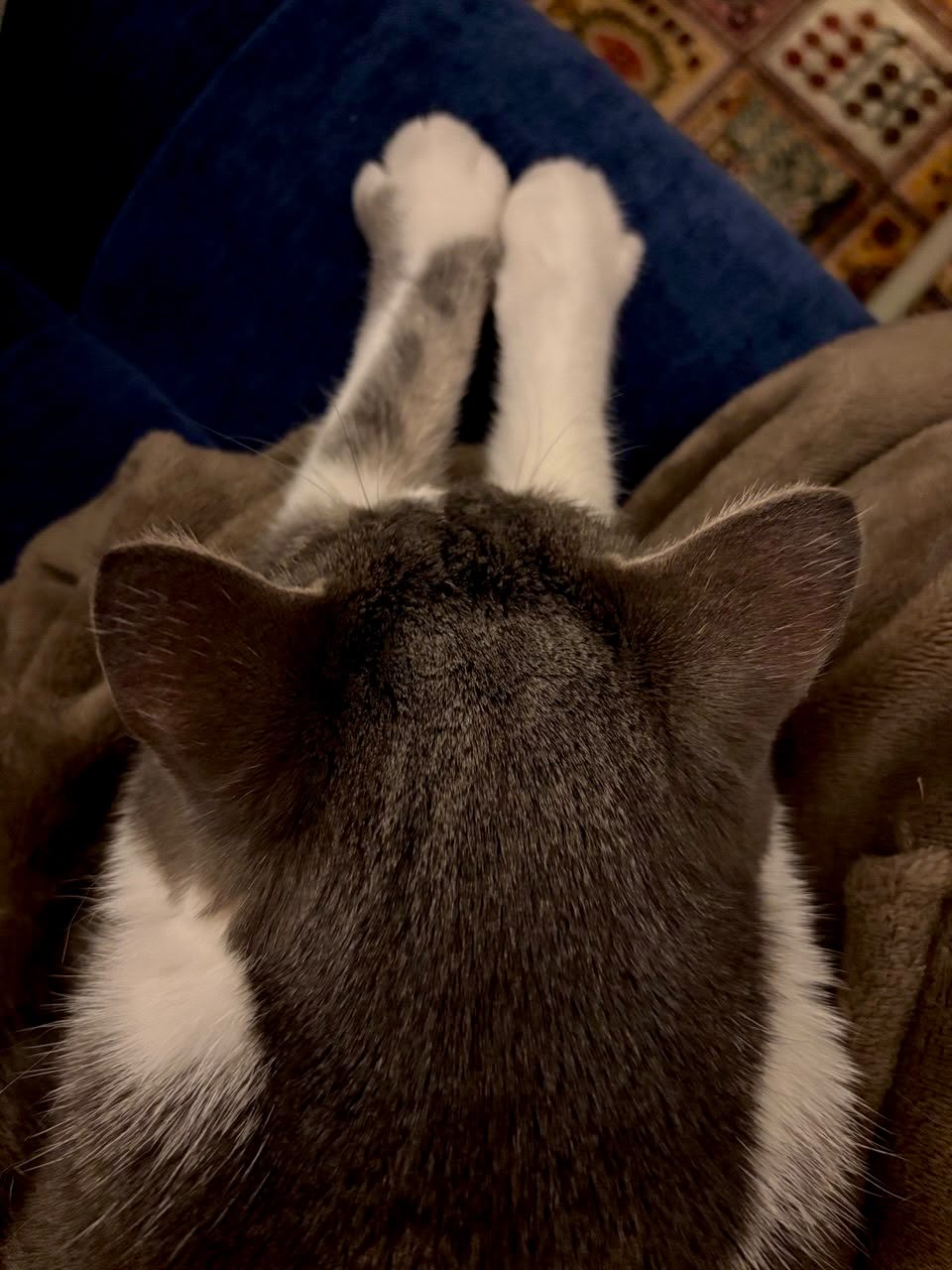 Chat vu du dessus