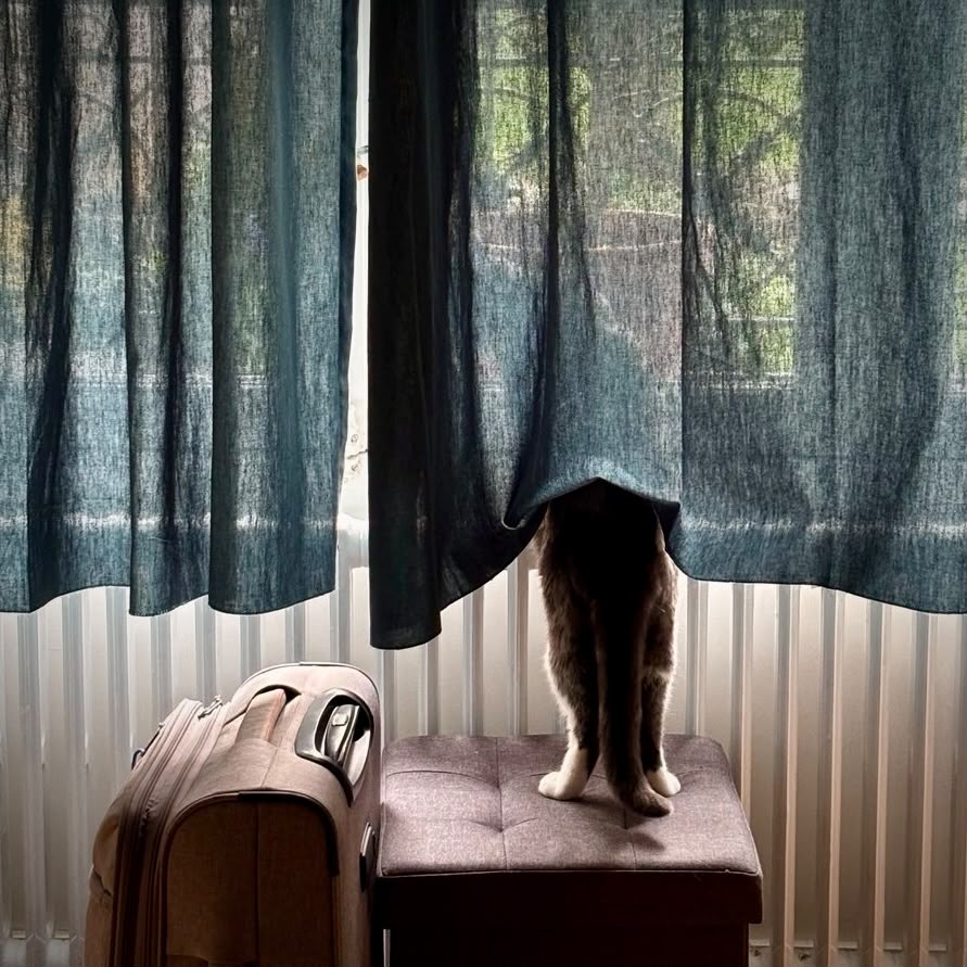 Chat caché derrière un rideau