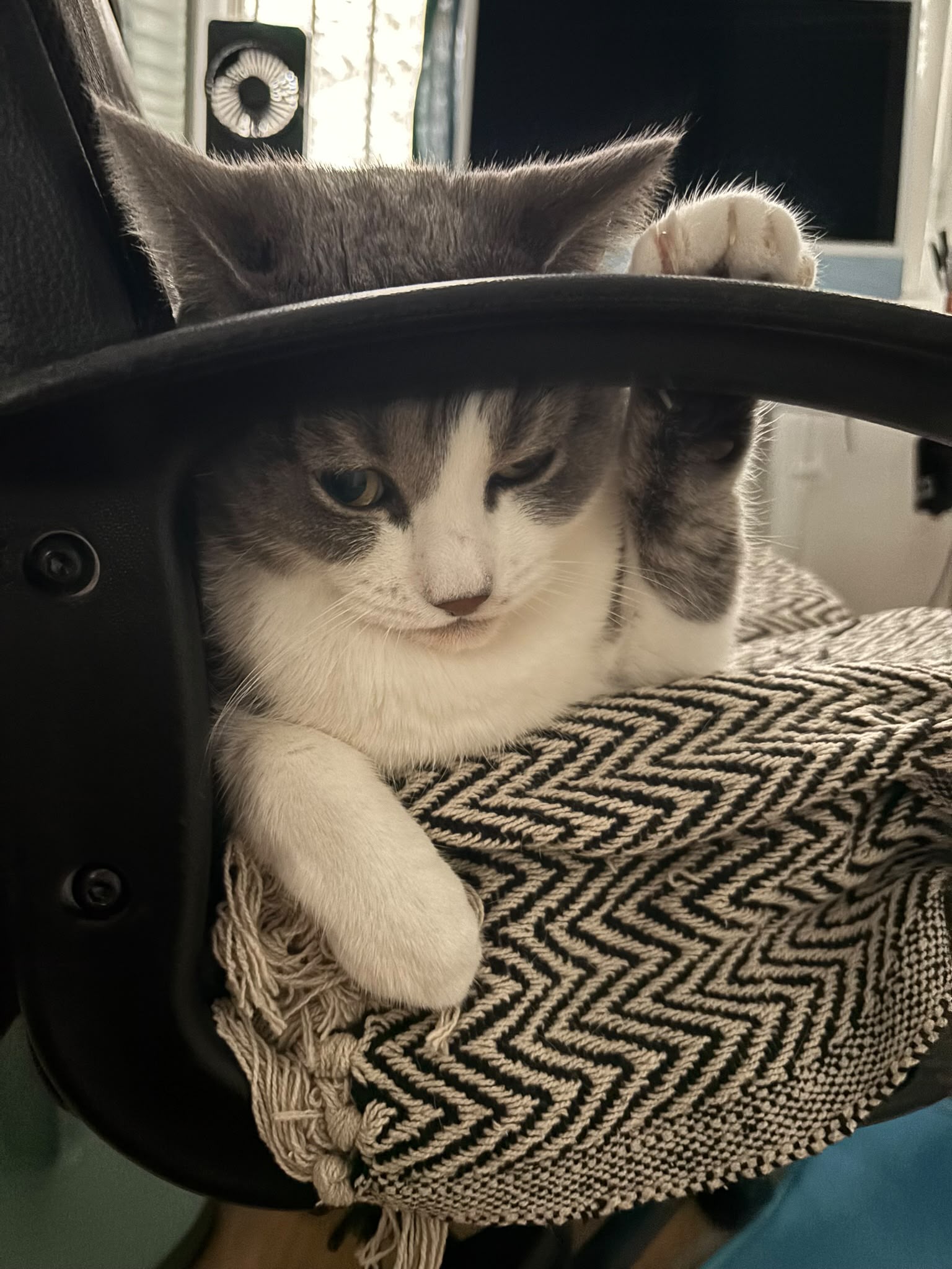 Chat sur une chaise