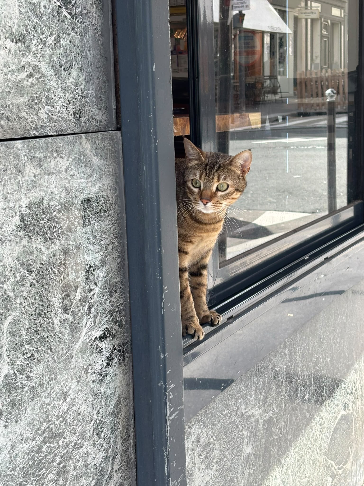 Chat tigré à une fenêtre