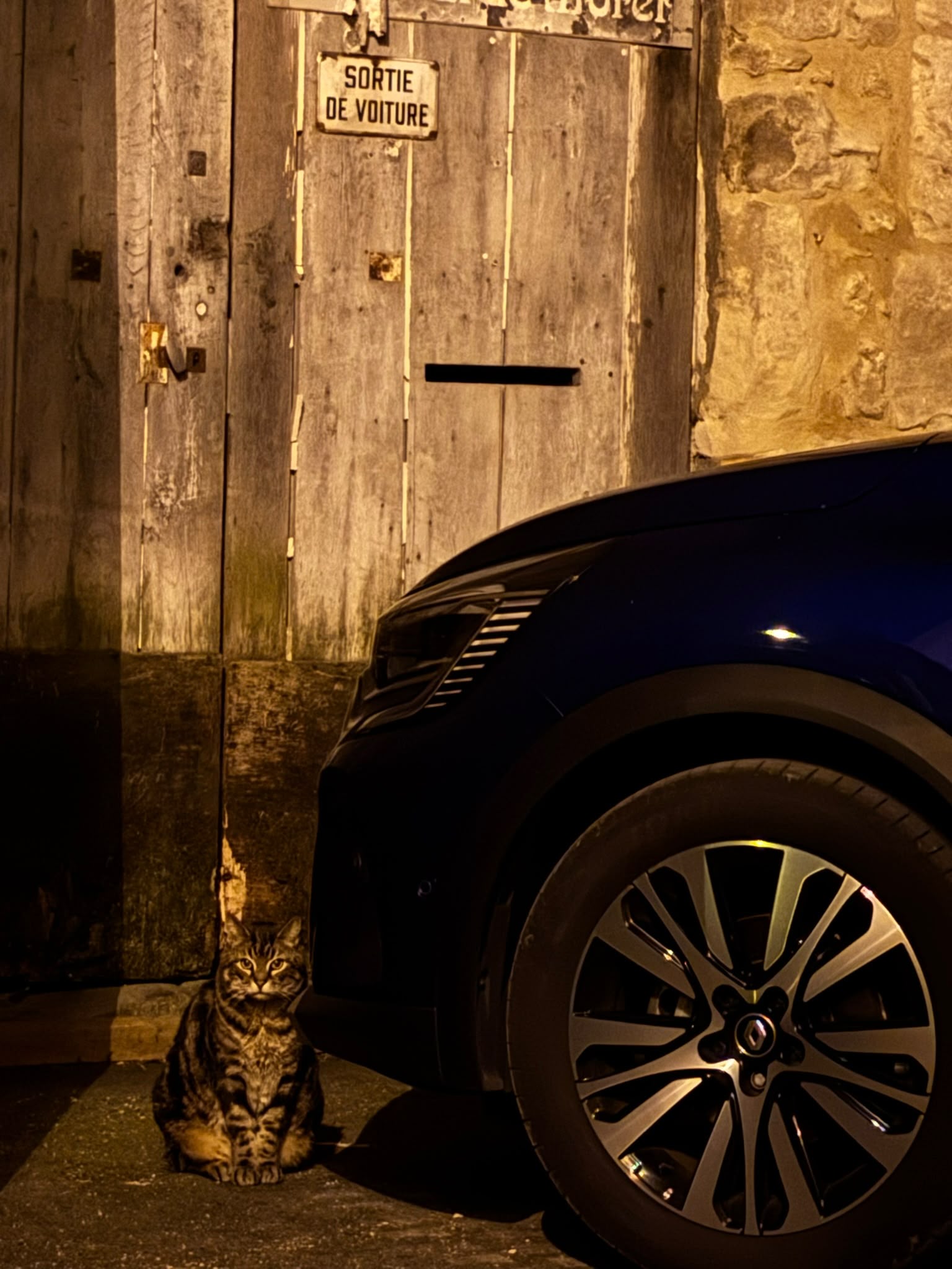 Chat tigré la nuit près d'une voiture