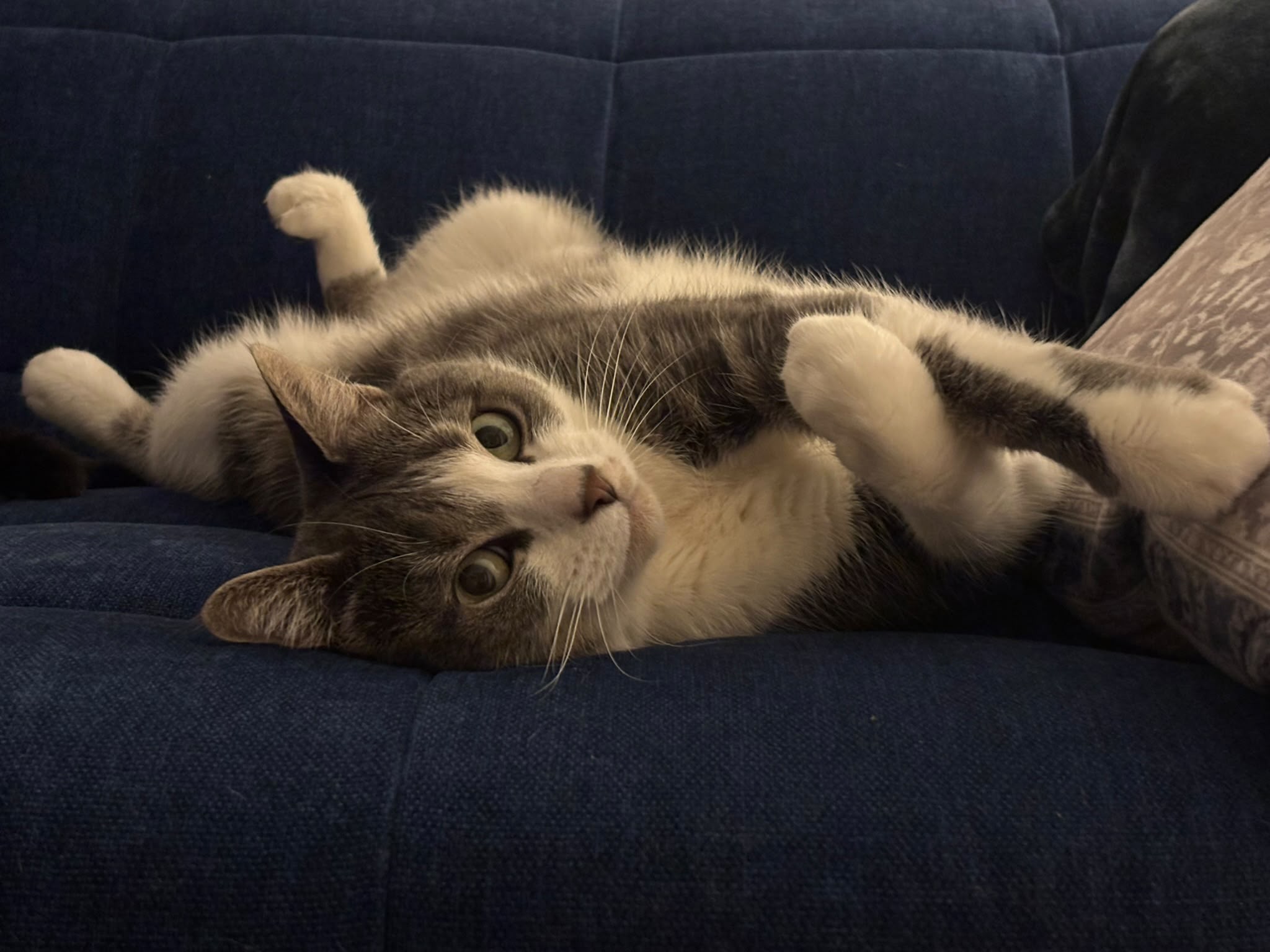 Chat allongé sur le dos sur un canapé