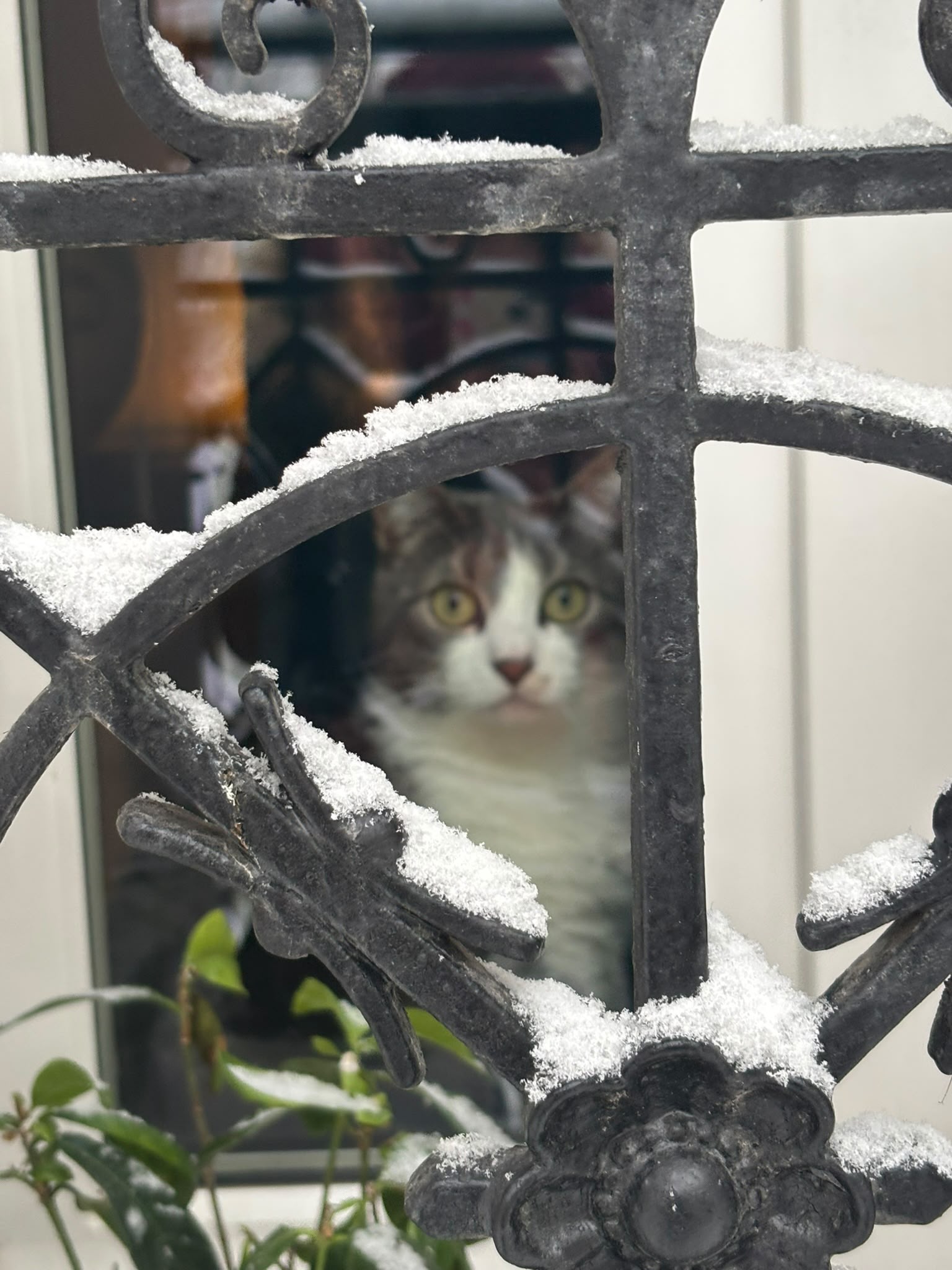 Chat derrière une grille sous la neige