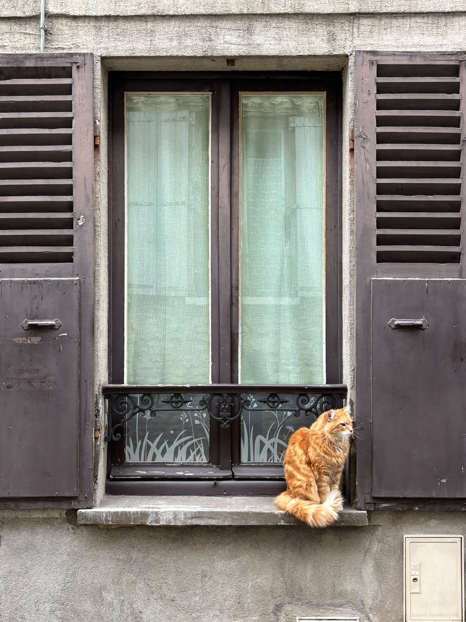 Chat roux sur un rebord de fenêtre