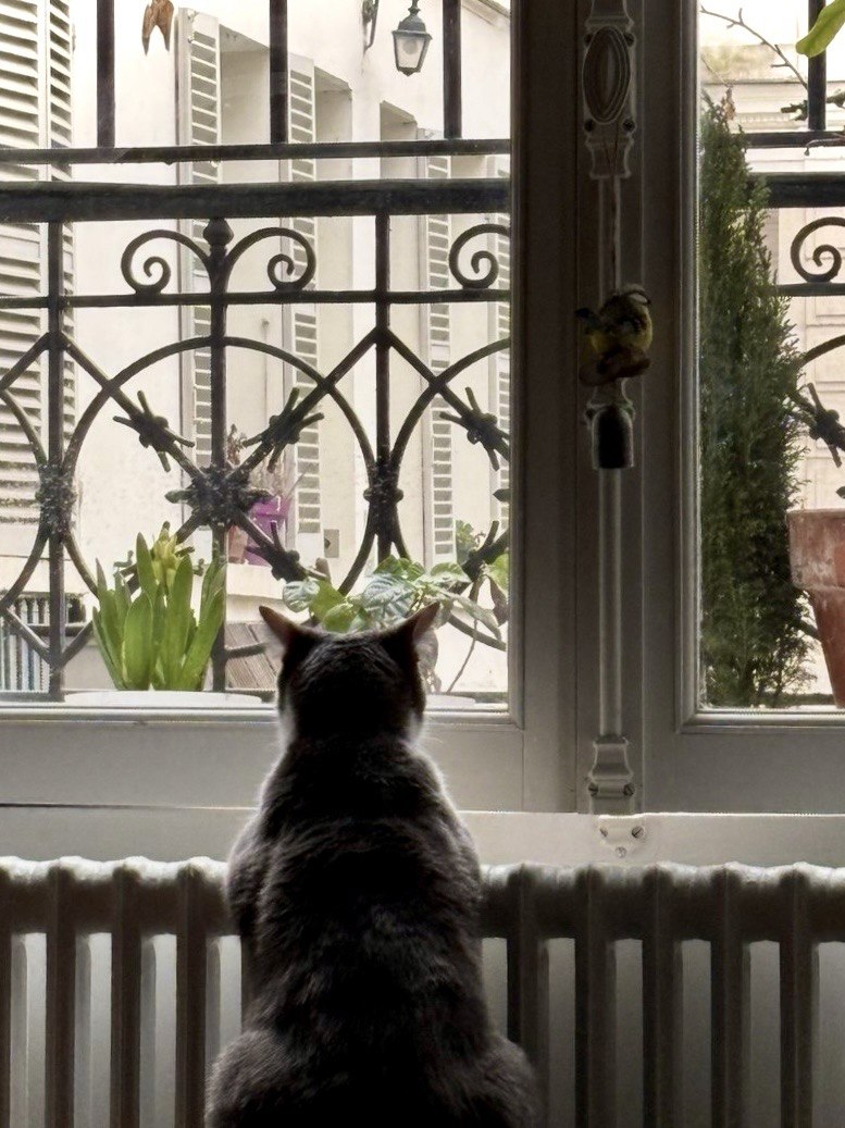 Chat regardant par la fenêtre