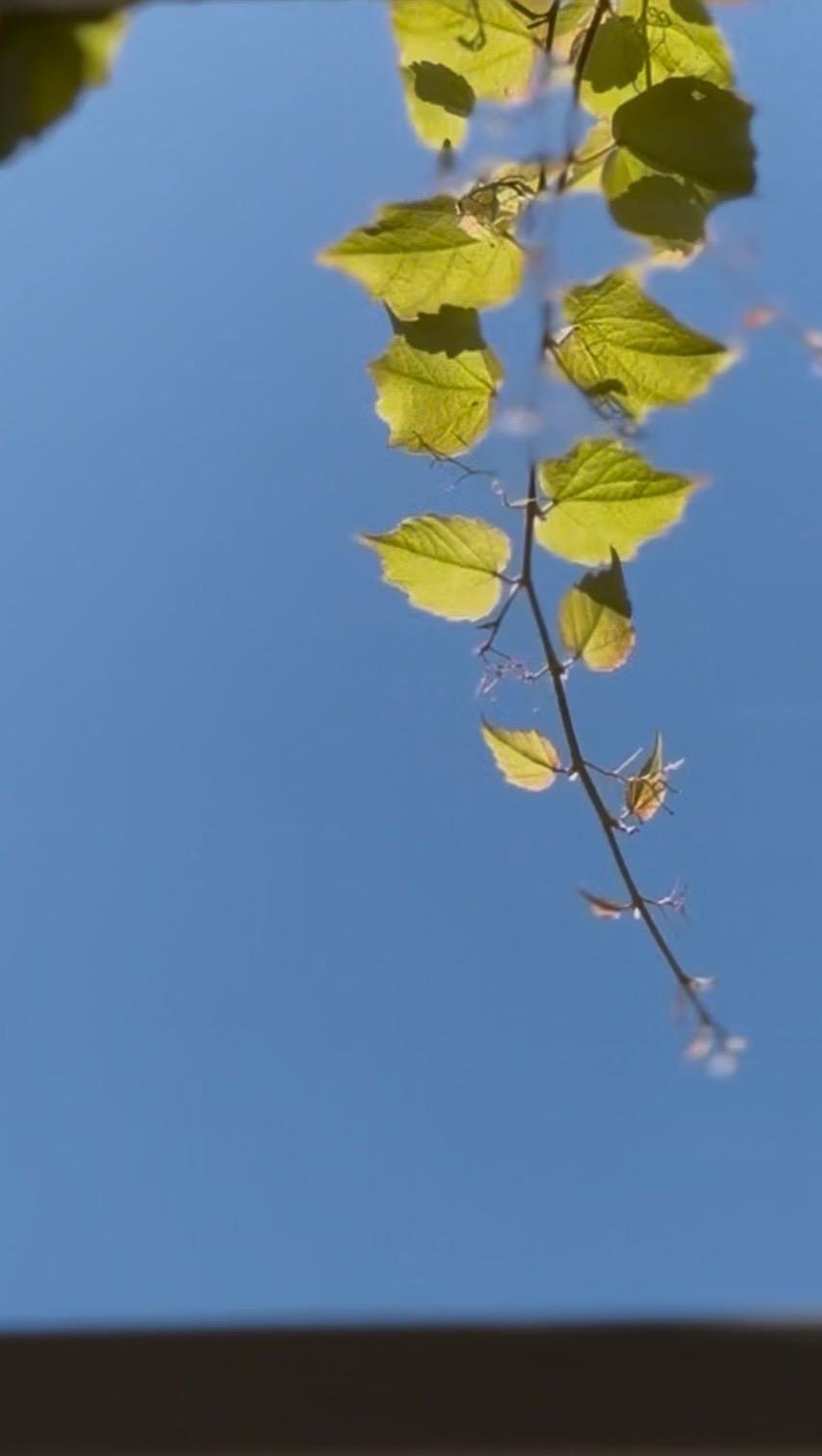 Feuilles en contre-jour sur ciel bleu