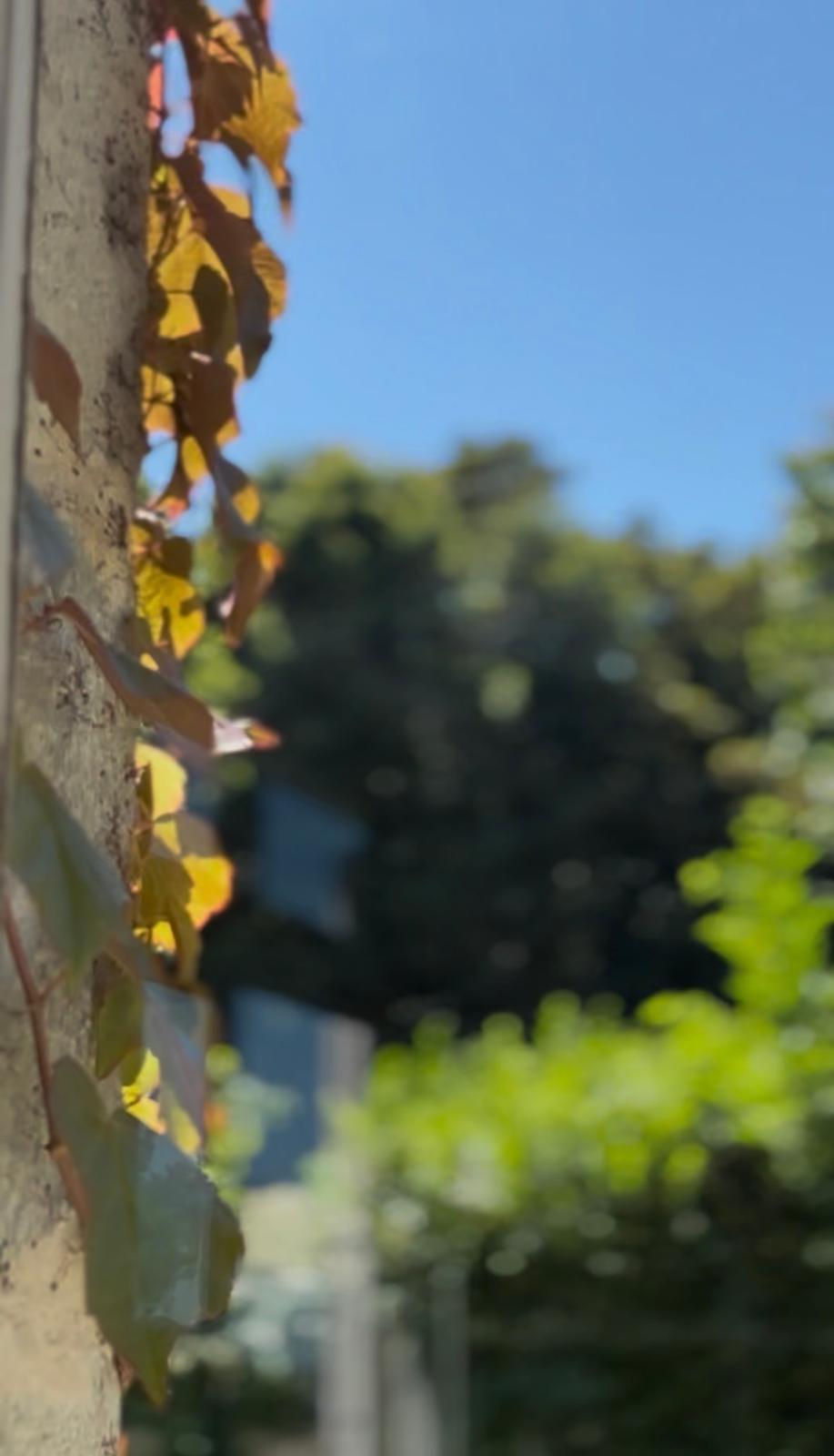 Feuilles d'automne sur un tronc