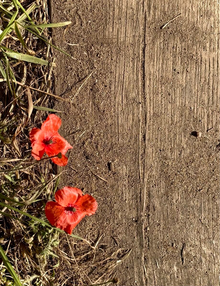 Deux coquelicots
