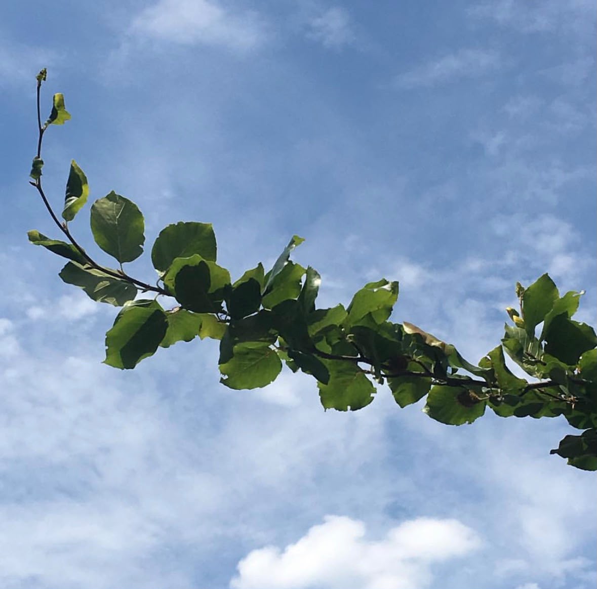 Branche feuillue sur ciel nuageux