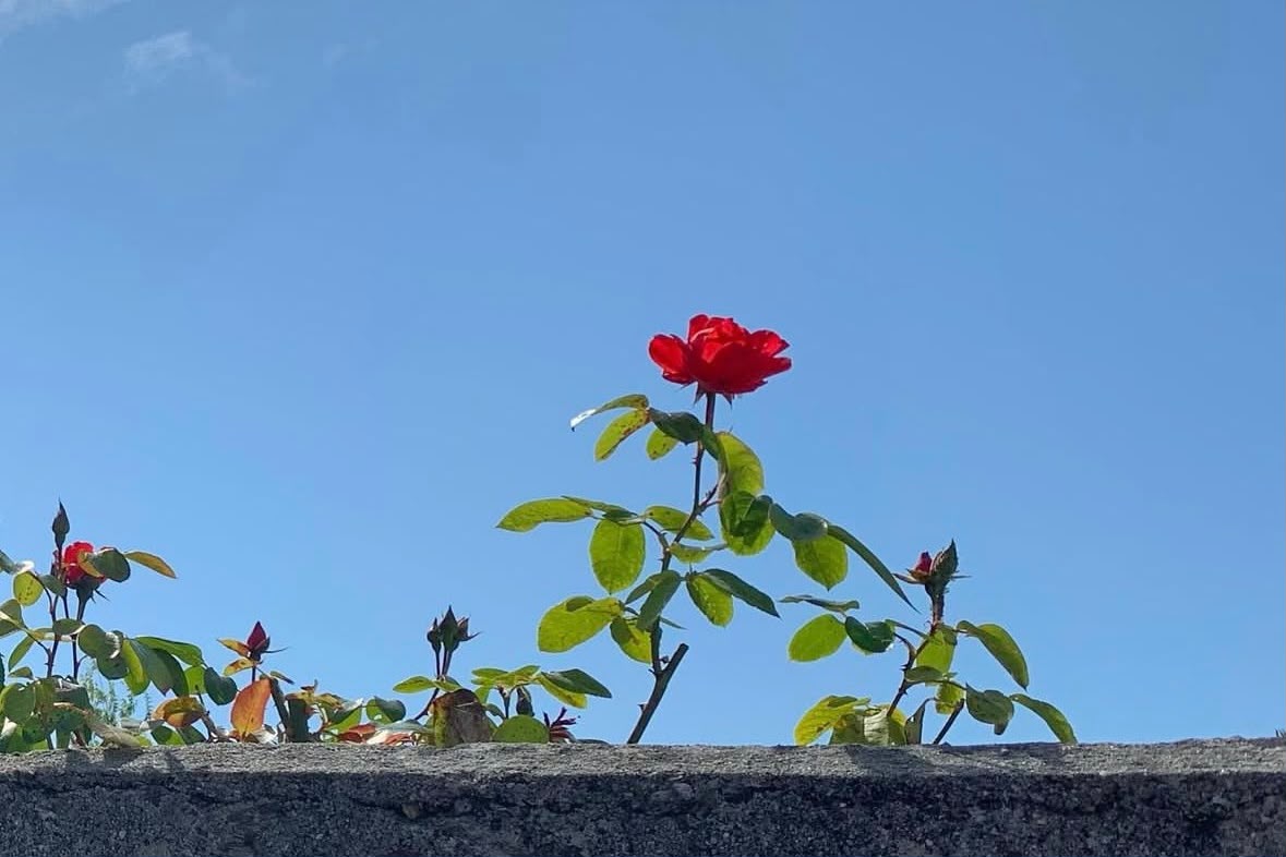 Rose rouge sur ciel bleu