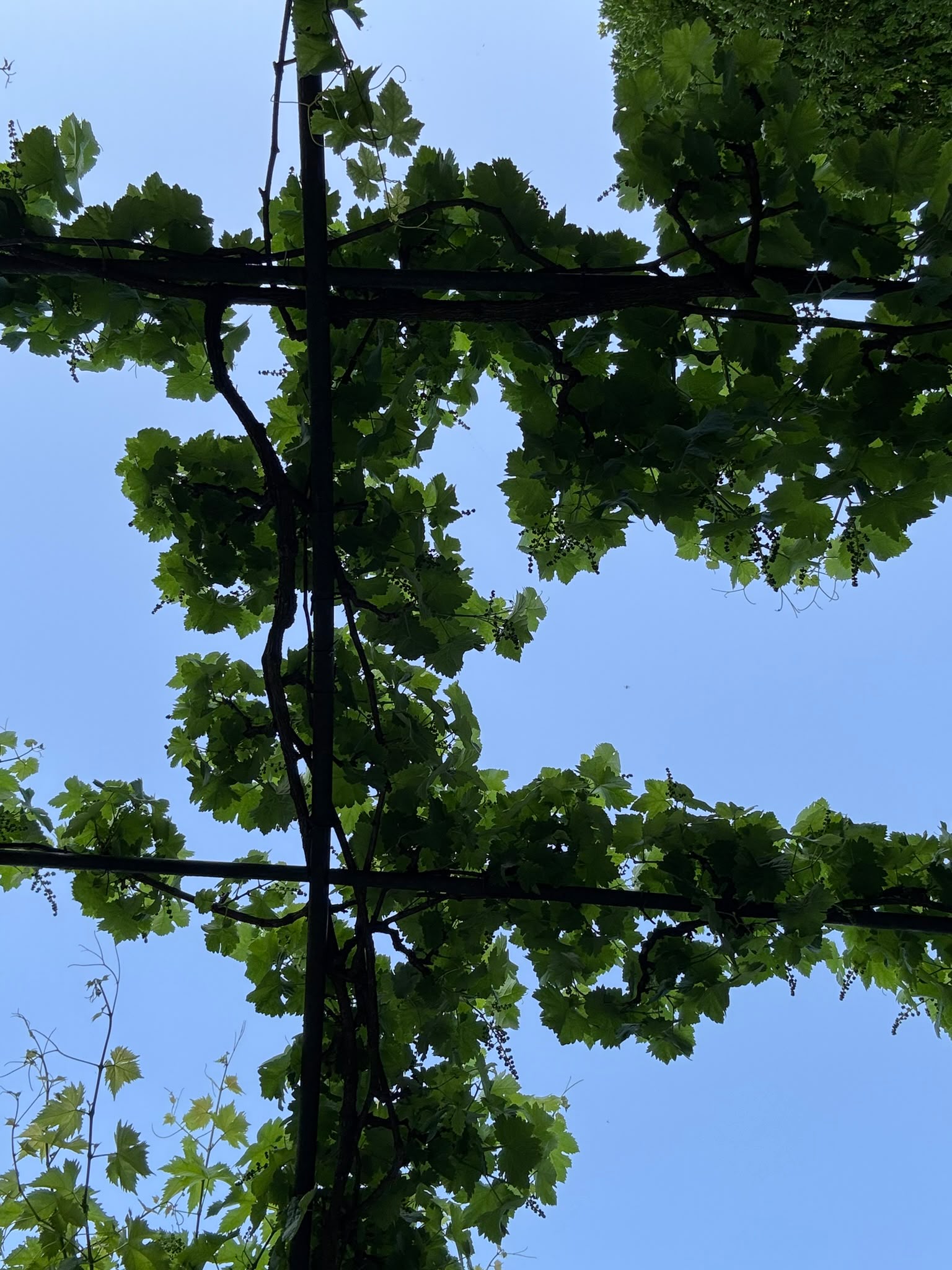 Vigne vue d'en dessous