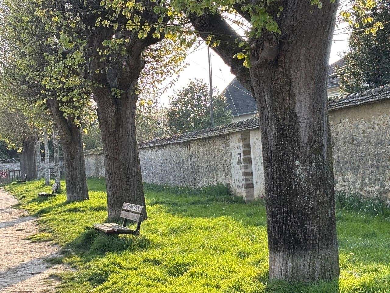 Allée d'arbres avec un banc