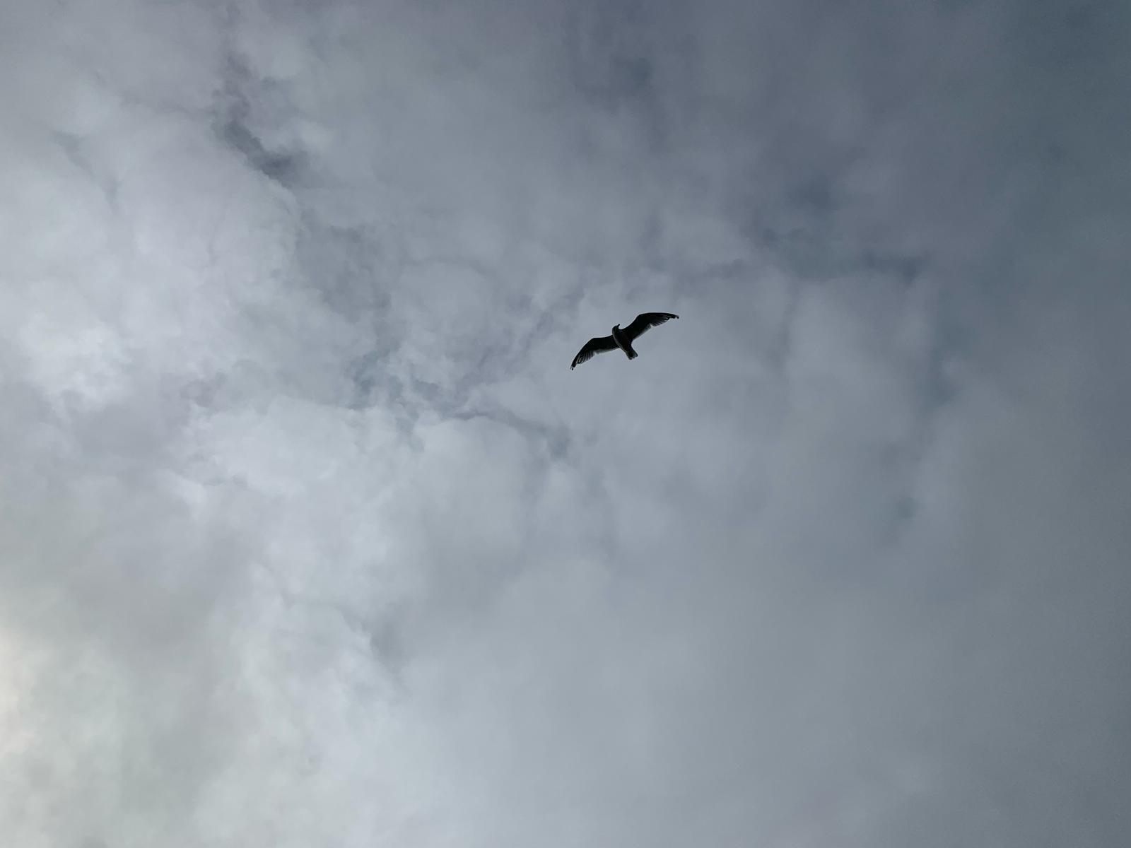 Oiseau en vol sous un ciel nuageux