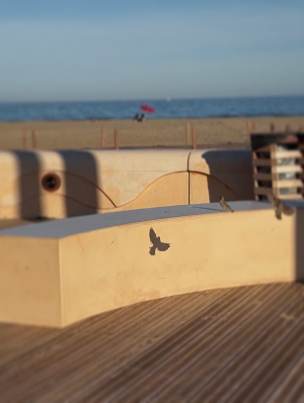 Envol — ombre d'un oiseau en vol sur un banc face à la mer