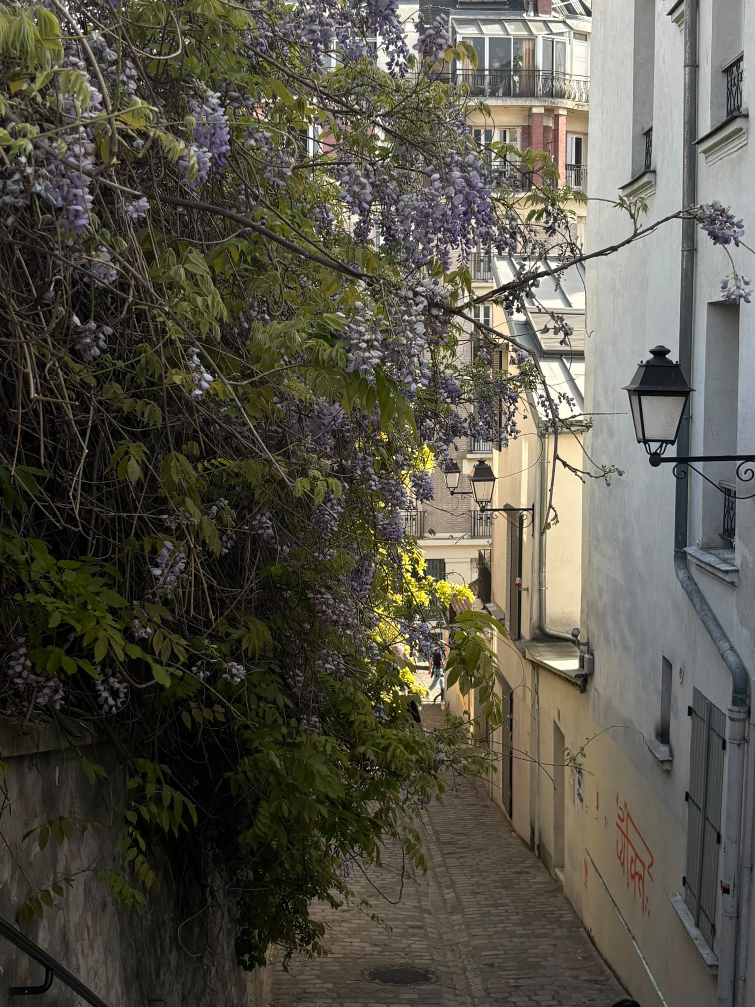 Ruelle pavée sous les glycines